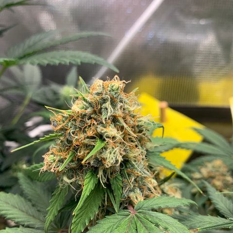 2112 Orange Sherbet 44g growlog timeline photo