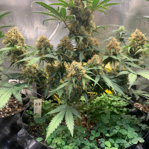 2112 Orange Sherbet 44g growlog timeline photo