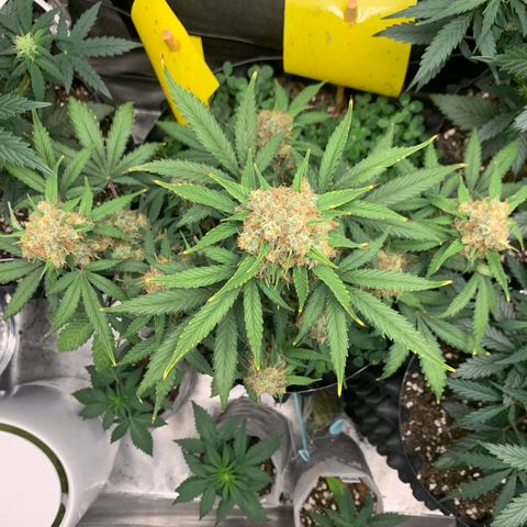 2112 Orange Sherbet 44g growlog timeline photo