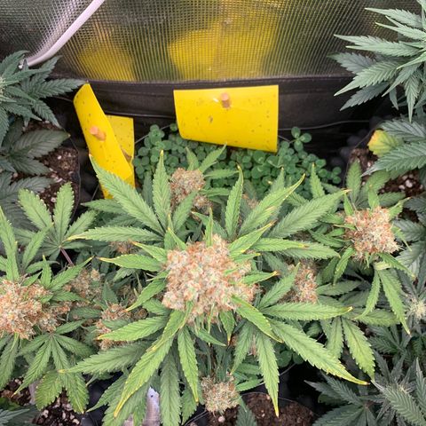 2112 Orange Sherbet 44g growlog timeline photo