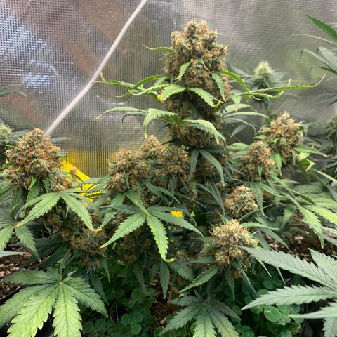 2112 Orange Sherbet 44g growlog timeline photo