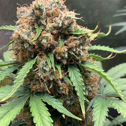 2112 Orange Sherbet 44g growlog timeline photo