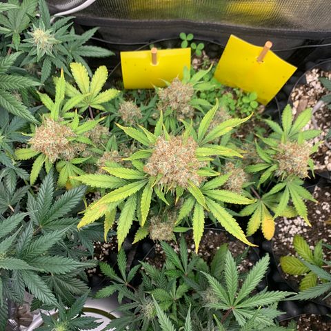 2112 Orange Sherbet 44g growlog timeline photo