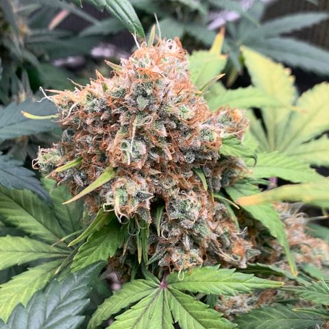 2112 Orange Sherbet 44g growlog timeline photo