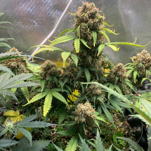 2112 Orange Sherbet 44g growlog timeline photo