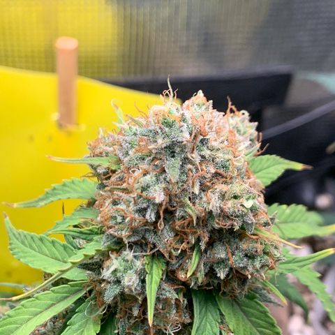2112 Orange Sherbet 44g growlog timeline photo