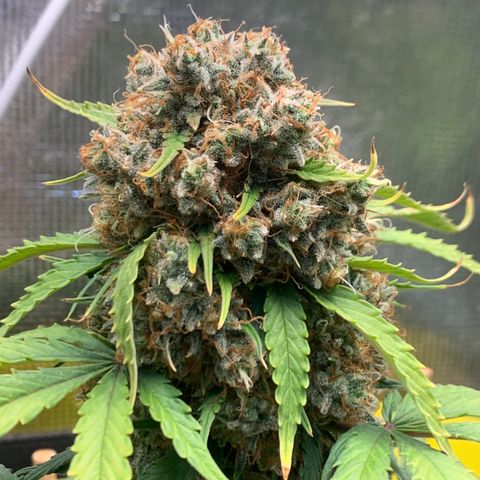 2112 Orange Sherbet 44g growlog timeline photo