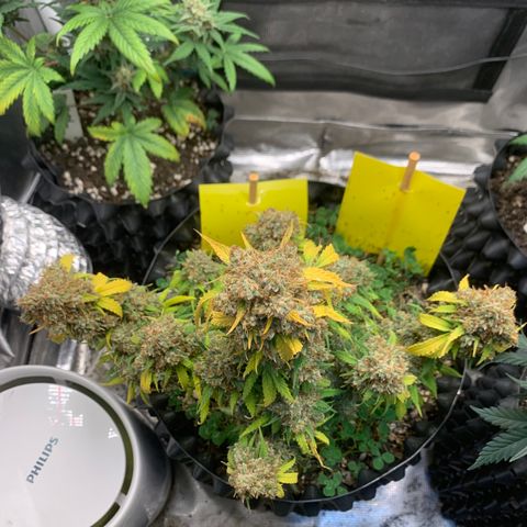 2112 Orange Sherbet 44g growlog timeline photo