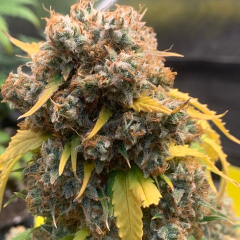 2112 Orange Sherbet 44g growlog timeline photo