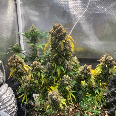 2112 Orange Sherbet 44g growlog timeline photo