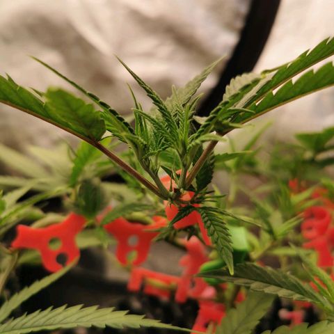AK 47  #1 growlog photo: Topping am Mainbutt beobachten