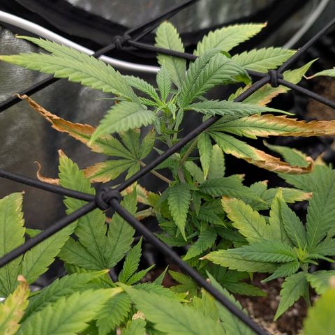 AK 47  #1 growlog photo: Zinkmangel Stufe 2.5/3 

Wie man einen Zinkmangel erkennt:
Zumindest wenn es darum geht, ihn zu erkennen, gibt es drei Hauptstufen des Zinkmangels.

·Eine leichte Vergilbung an den Rändern der neueren Blätter oder Chlorose zwischen den Blattadern.
·Die Blattspitzen beginnen sich zu kräuseln, werden braun und sehen verbrannt aus. Die Vergilbung wandert nach innen.
·Das verbrannte Aussehen betrifft immer mehr Blätter und der Rest zeigt fortgeschrittene Anzeichen von Chlorose. Neues Wachstum wird vollständig zum Stillstand gekommen sein.