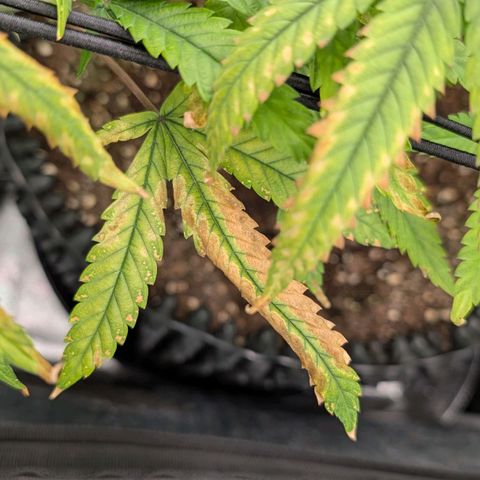 AK 47  #1 growlog photo: Zinkmangel Stufe 2.5/3 

Wie man einen Zinkmangel erkennt:
Zumindest wenn es darum geht, ihn zu erkennen, gibt es drei Hauptstufen des Zinkmangels.

·Eine leichte Vergilbung an den Rändern der neueren Blätter oder Chlorose zwischen den Blattadern.
·Die Blattspitzen beginnen sich zu kräuseln, werden braun und sehen verbrannt aus. Die Vergilbung wandert nach innen.
·Das verbrannte Aussehen betrifft immer mehr Blätter und der Rest zeigt fortgeschrittene Anzeichen von Chlorose. Neues Wachstum wird vollständig zum Stillstand gekommen sein.