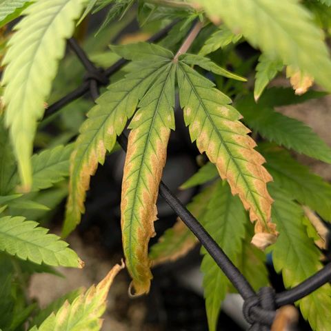 AK 47  #1 growlog photo: Zinkmangel Stufe 2.5/3 

Wie man einen Zinkmangel erkennt:
Zumindest wenn es darum geht, ihn zu erkennen, gibt es drei Hauptstufen des Zinkmangels.

·Eine leichte Vergilbung an den Rändern der neueren Blätter oder Chlorose zwischen den Blattadern.
·Die Blattspitzen beginnen sich zu kräuseln, werden braun und sehen verbrannt aus. Die Vergilbung wandert nach innen.
·Das verbrannte Aussehen betrifft immer mehr Blätter und der Rest zeigt fortgeschrittene Anzeichen von Chlorose. Neues Wachstum wird vollständig zum Stillstand gekommen sein.