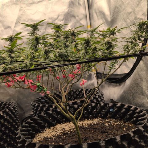 AK 47  #1 growlog timeline photo