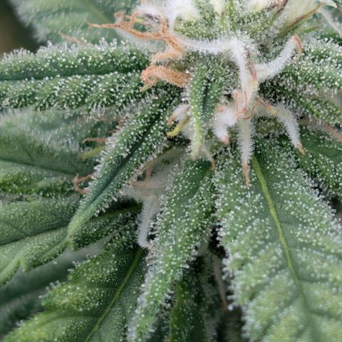 AK 47  #1 growlog timeline photo