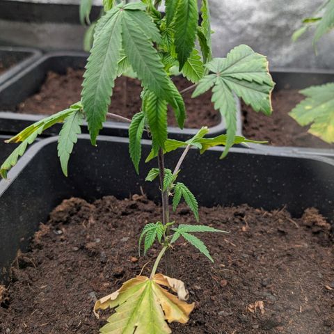 Permanent Marker  #1 growlog timeline photo