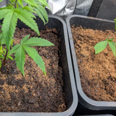 Permanent Marker  #1 growlog timeline photo