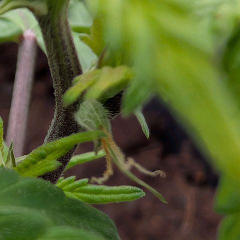Permanent Marker  #1 growlog timeline photo