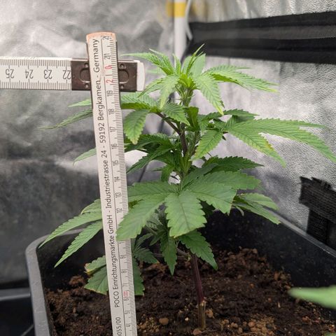 Permanent Marker  #1 growlog timeline photo