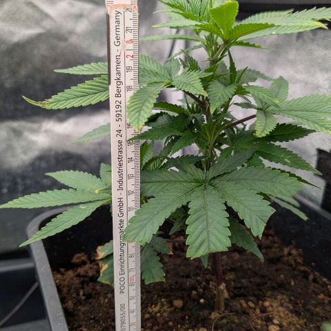 Permanent Marker  #1 growlog timeline photo