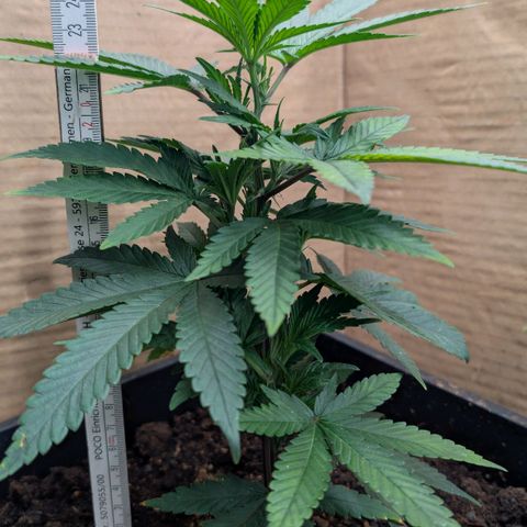 Permanent Marker  #1 growlog timeline photo