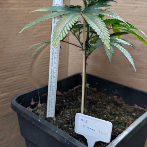 Permanent Marker  #1 growlog timeline photo