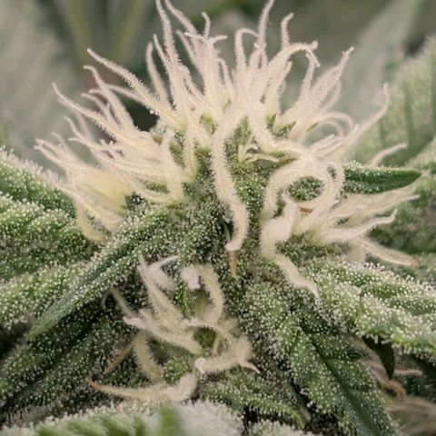 Permanent Marker  #1 growlog timeline photo