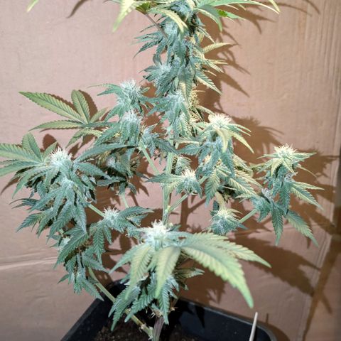 Permanent Marker  #1 growlog timeline photo
