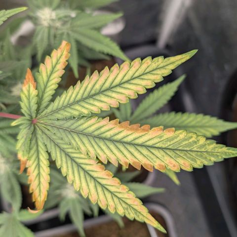 Permanent Marker  #1 growlog timeline photo