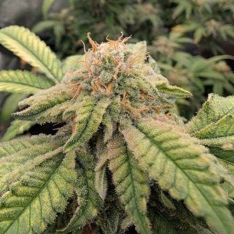 Permanent Marker  #1 growlog timeline photo