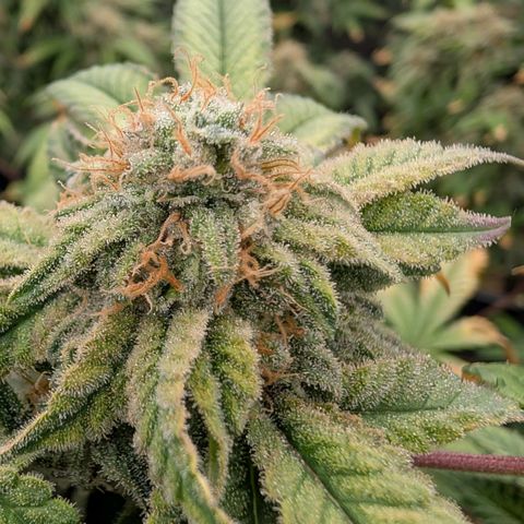 Permanent Marker  #1 growlog timeline photo