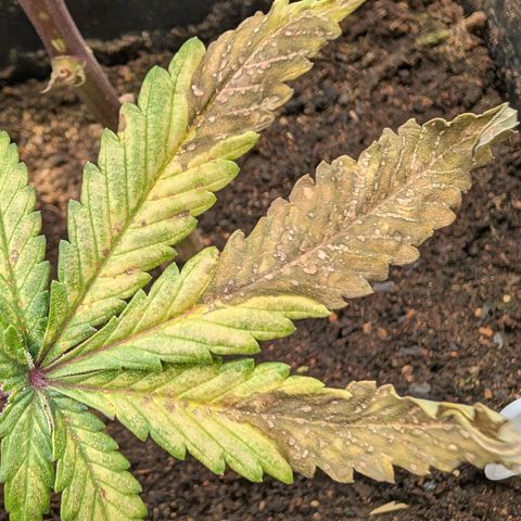 Permanent Marker  #1 growlog timeline photo