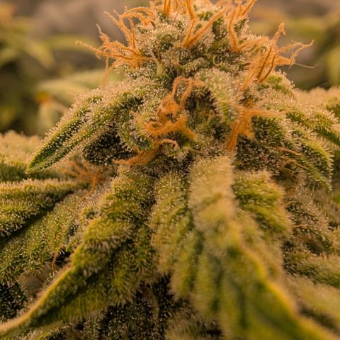 Permanent Marker  #1 growlog timeline photo