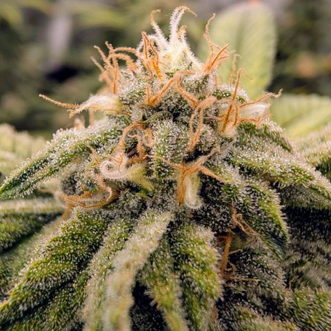 Permanent Marker  #1 growlog timeline photo