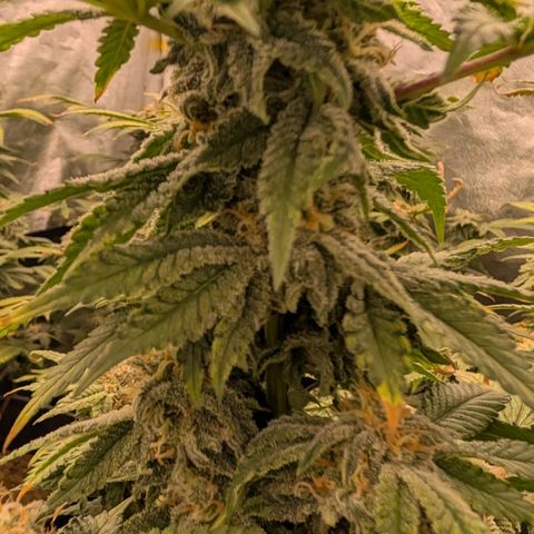 Permanent Marker  #1 growlog timeline photo