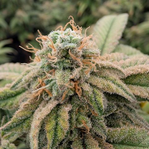Permanent Marker  #1 growlog timeline photo