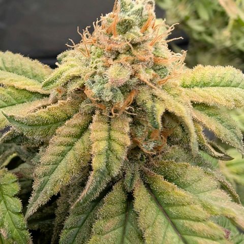 Permanent Marker  #1 growlog timeline photo