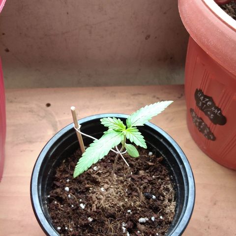 Top growlog timeline photo