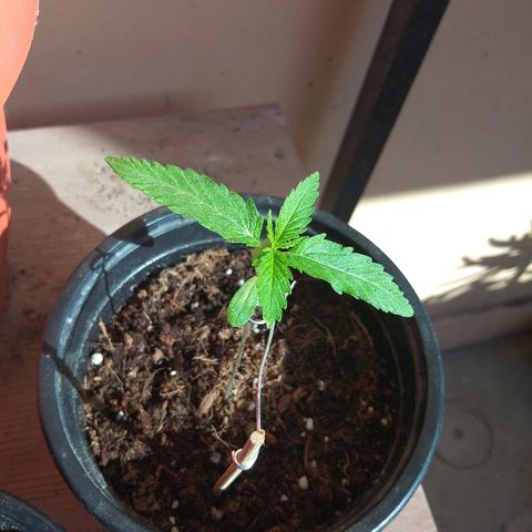 Top growlog timeline photo