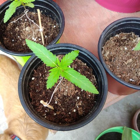 Top growlog photo: 10 cm de hoja a hoja 🤤