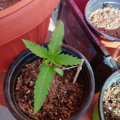 Top growlog timeline photo