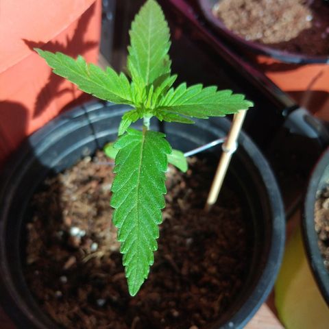Top growlog timeline photo