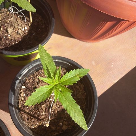 Top growlog timeline photo