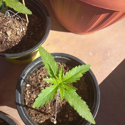 Top growlog timeline photo