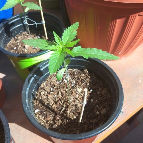 Top growlog timeline photo