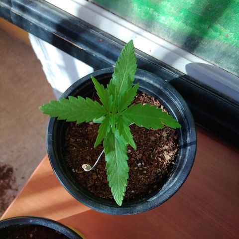 Top growlog timeline photo