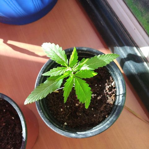 Top growlog timeline photo