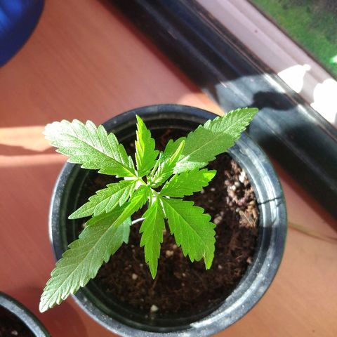 Top growlog timeline photo