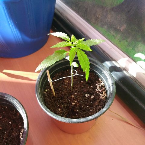 Top growlog timeline photo